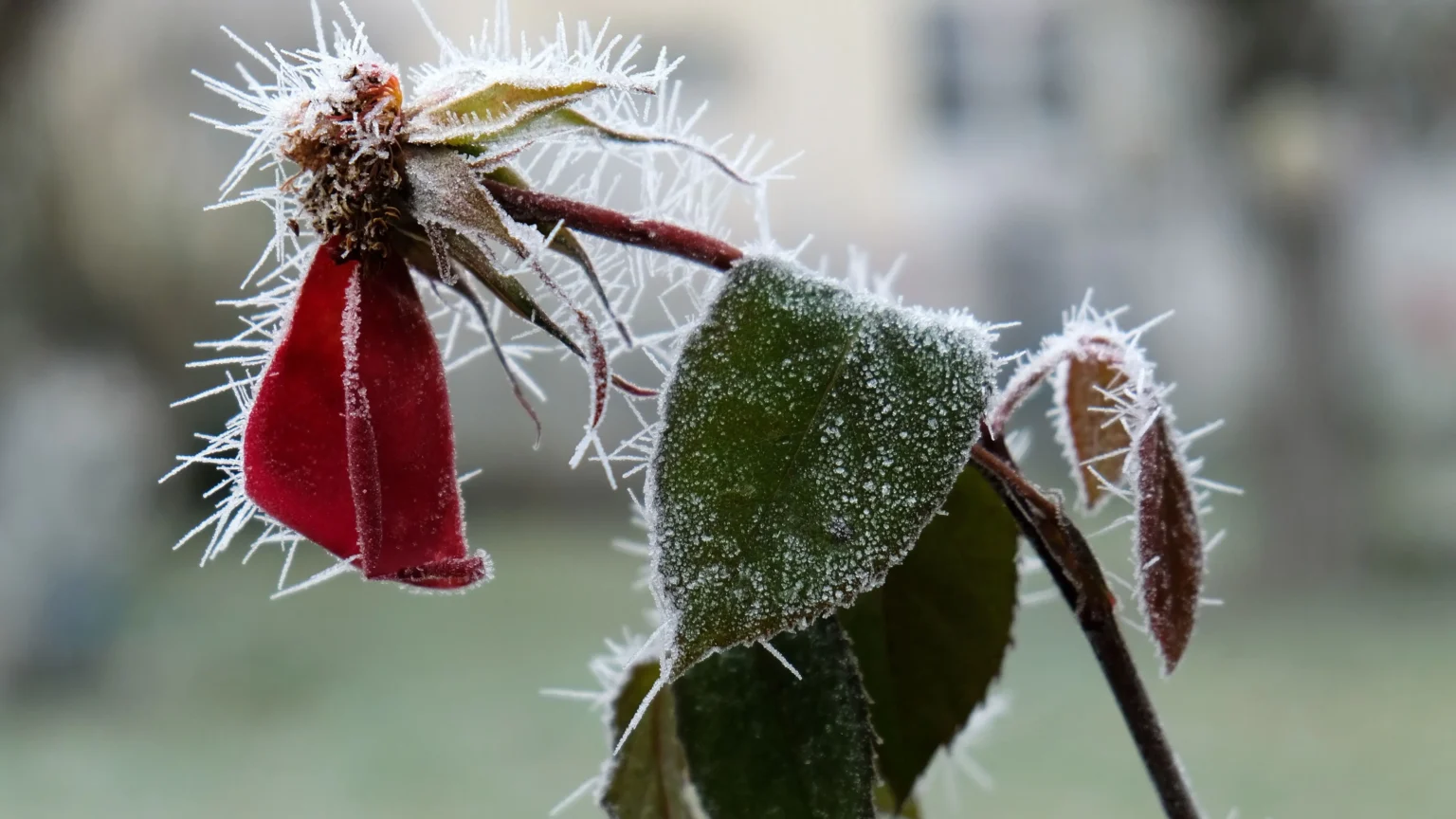 Meteorologischer Winteranfang – Einfach erklärt mit Datum, Bedeutung und Wissen meteorologischer winteranfang